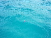 Man of War